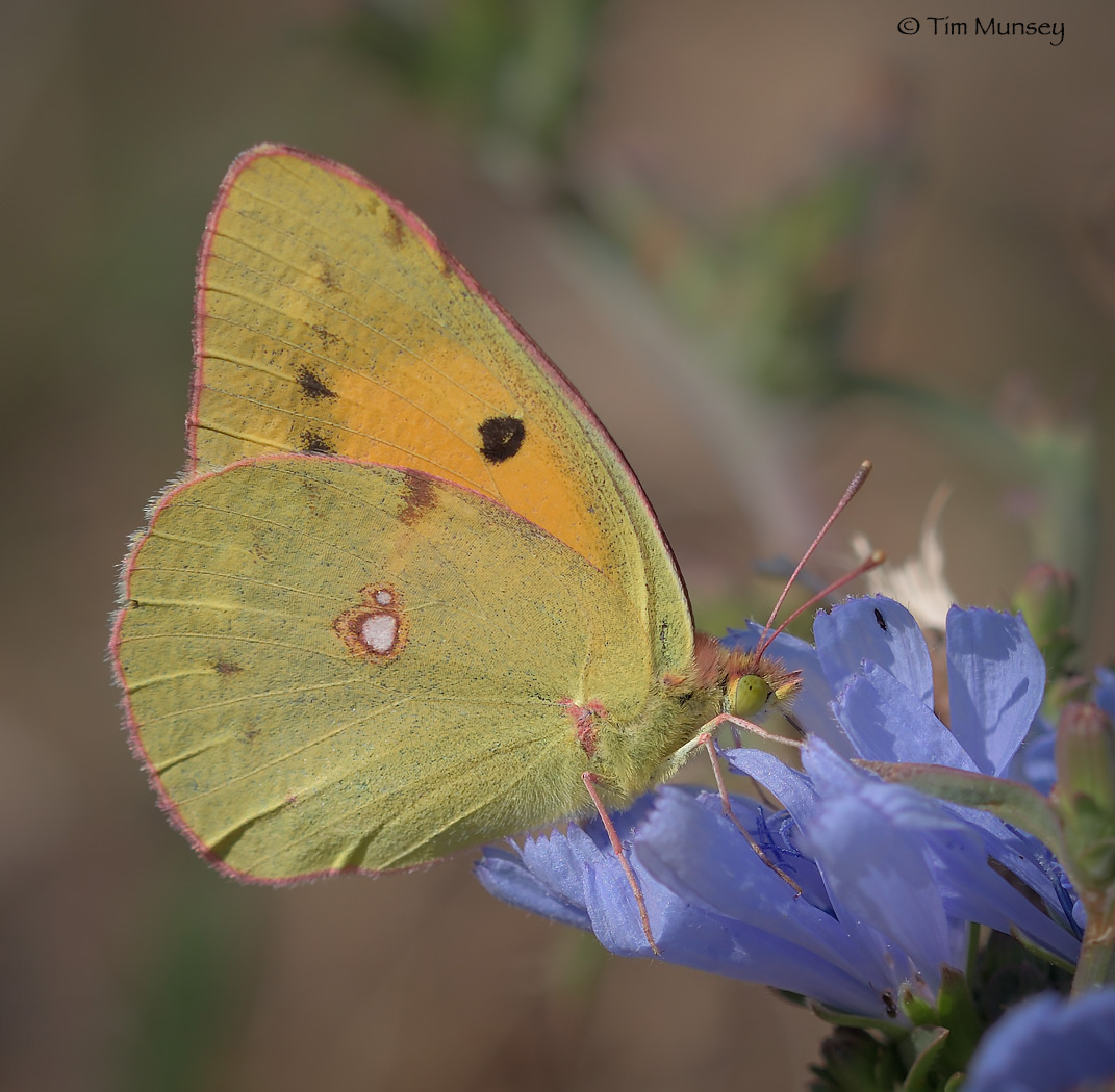 Clouded Yellow